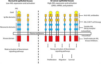 Altered expression of AXL receptor tyrosine kinase in gastrointestinal cancers: a promising therapeutic target